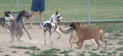 Dog In A Dog Park