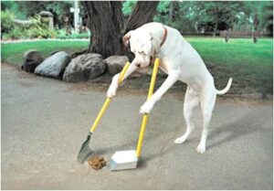 If I Could Train Dogs to do this I’d be a Millionaire